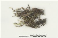 藏品(垂苔)的圖片